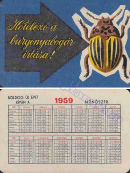 KÖTELEZŐ A BURGONYABOGÁR ÍRTÁSA! 1959_0036.jpg