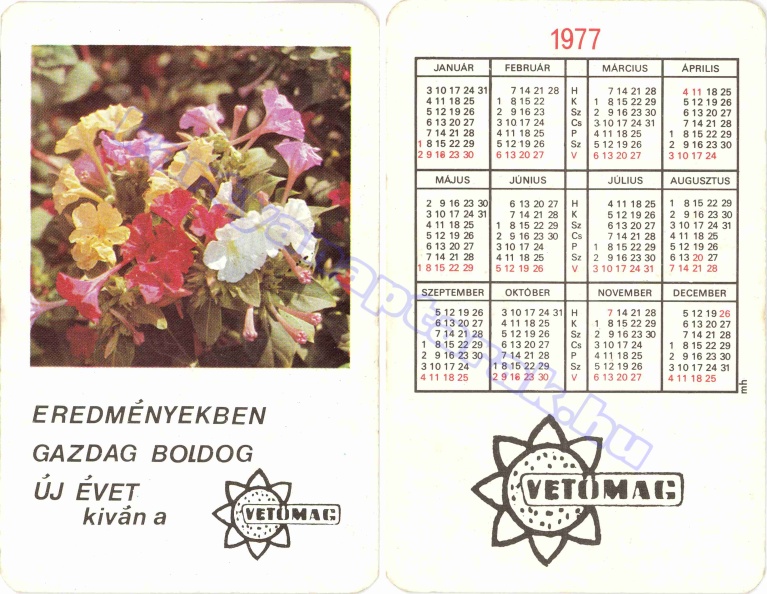 EREDMÉNYEKBEN GAZDAG BUÉK A VETŐMAG 1977_0106.jpg