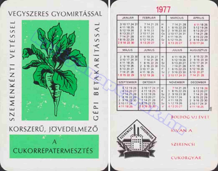 A CUKORRÉPATERMESZTÉS KORSZERŰ, JÖVEDELMEZŐ SZEMENKÉNTI VETÉSSEL VEGYSZERES GYOMÍRTÁSSAL GÉPI BETAKARÍTÁSSAL BUÉK A SZERENCSI CUKORGYÁR 1977_0656.jpg