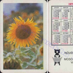 Napraforgó - Sunflower