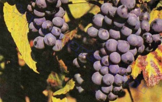 1980 0277