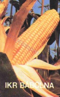 1980 0603