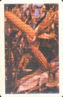 1980 0683