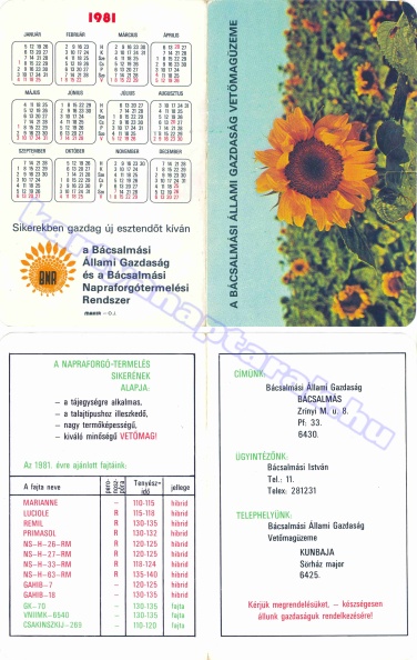 BUÉK A BÁCSALMÁSI ÁLLAMI GAZDASÁG ÉS A BÁCSALMÁSI NAPRAFORGÓTERMESZTÉSI RENDSZER 1981_0105.jpg