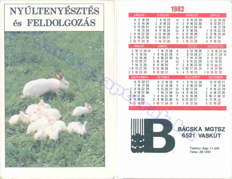 NYÚLTENYÉSZTÉS ÉS FELDOLGOZÁS BÁCSKA MGTSZ 6521 VASKÚT BAJA 1982_0211.jpg