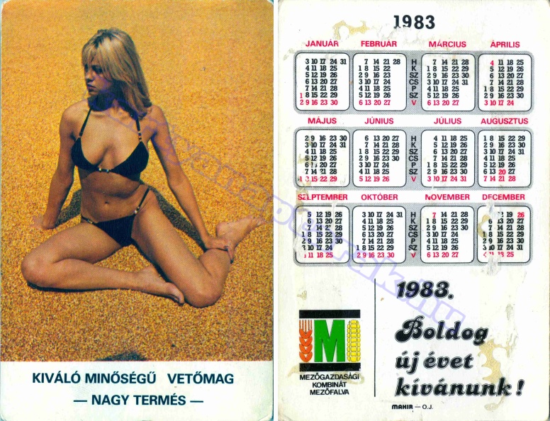 KIVÁLÓ MINŐSÉGŰ VETŐMAG NAGY TERMÉS MEZŐGAZDASÁGI KOMBINÁT MEZŐFALVA 1983_0142.jpg