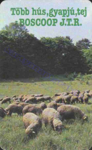 TÖBB HÚS, GYAPJÚ, TEJ BOSCOOP J.T.R. 1985_1105.jpg