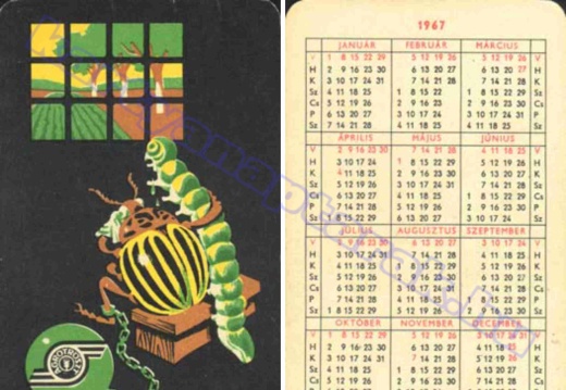 Bogár, rovar - Beetle, insect