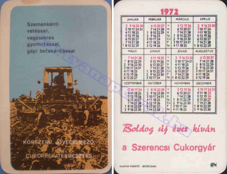 SZEMENKÉNTI VETÉSSEL, VEGYSZERES GYOMÍRTÁSSAL, GÉPI BETAKARÍTÁSSAL KORSZERŰ JÖVEDELMEZŐ A CUKORRÉPA TERMESZTÉS BUÉK A SZERENCSI CUKORGYÁR 1972_0311.jpg