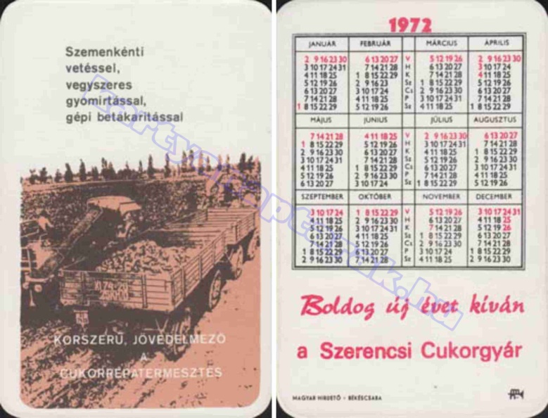 SZEMENKÉNTI VETÉSSEL, VEGYSZERES GYOMÍRTÁSSAL, GÉPI BETAKARÍTÁSSAL KORSZERŰ JÖVEDELMEZŐ A CUKORRÉPA TERMESZTÉS BUÉK A SZERENCSI CUKORGYÁR 1972_0579.jpg