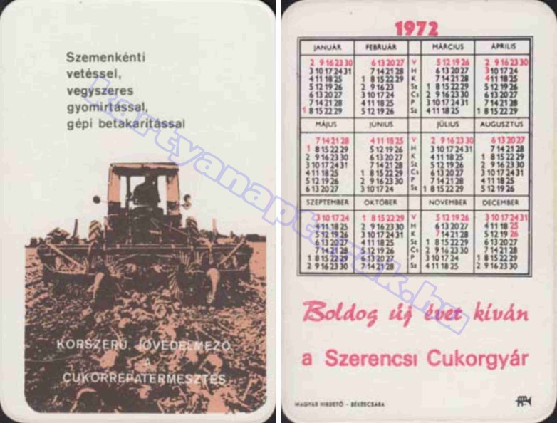 SZEMENKÉNTI VETÉSSEL, VEGYSZERES GYOMÍRTÁSSAL, GÉPI BETAKARÍTÁSSAL KORSZERŰ JÖVEDELMEZŐ A CUKORRÉPA TERMESZTÉS BUÉK A SZERENCSI CUKORGYÁR 1972_0580.jpg
