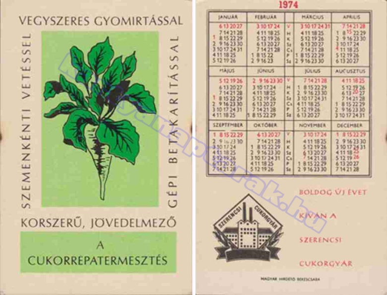 SZEMENKÉNTI VETÉSSEL VEGYSZERES GYOMÍRTÁSSAL GÉPI BETAKARÍTÁSSAL KORSZERŰ, JÖVEDELMEZŐ A CUKORRÉPATERMESZTÉS BUÉK A SZERENCSI CUKORGYÁR 1974_0891.jpg