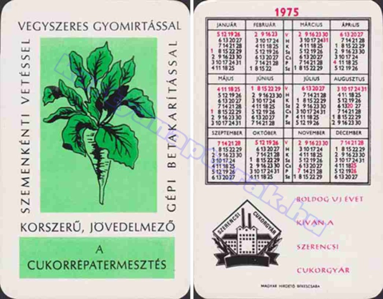 SZEMENKÉNTI VETÉSSEL VEGYSZERES GYOMÍRTÁSSAL GÉPI BETAKARÍTÁSSAL KORSZERŰ, JÖVEDELMEZŐ A CUKORRÉPATERMESZTÉS BUÉK A SZERENCSI CUKORGYÁR 1975_0957.jpg