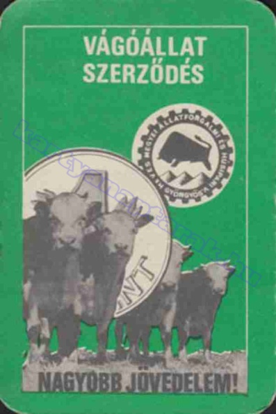 VÁGÓÁLLAT SZERZŐDÉS NAGYOBB JÖVEDELEM GYÖNGYÖS 1976_0596.jpg