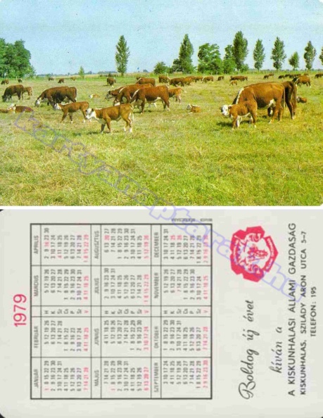 BUÉK A KISKUNHALASI ÁLLAMI GAZDASÁG 1979_0453.jpg