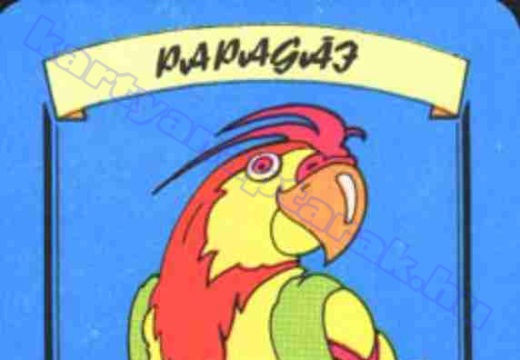 Papagáj - Parrot