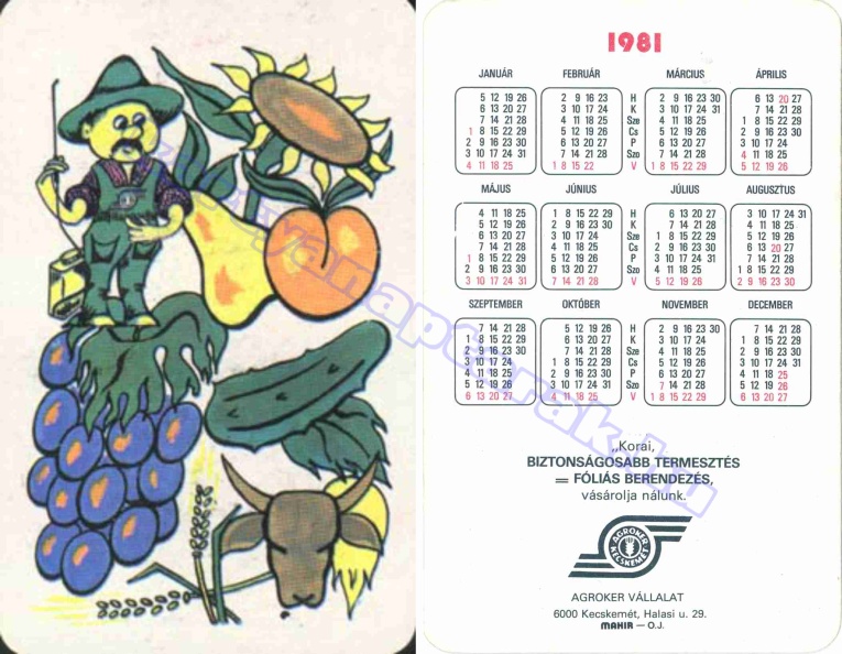 KORAI BIZTONSÁGOSABB TERMESZTÉS = FÓLIÁS BERENDEZÉS, VÁSÁROLJA NÁLUNK AGROKER KECSKEMÉT 1981_0459.jpg