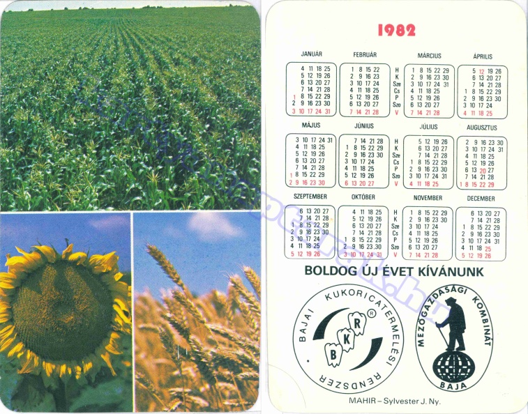 BUÉK BAJAI KUKORICATERMELÉSI RENDSZER BKR MEZŐGAZDASÁGI KOMBINÁT BAJA 1982_0224.jpg