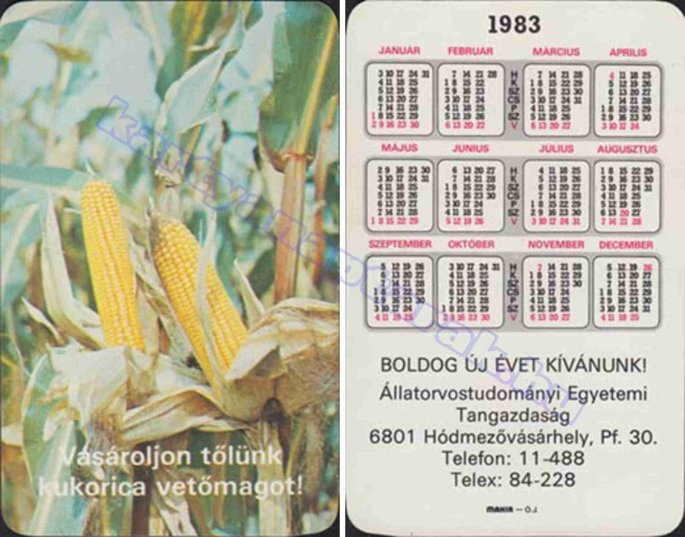 VÁSÁROLJON TŐLÜNK KUKORICA VETŐMAGOT ÁLLATORVOSTUDOMÁNYI EGYETEMI TANGAZDASÁG HÓDMEZŐVÁSÁRHELY 1983_1027.jpg