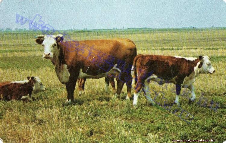 1984_0878.jpg