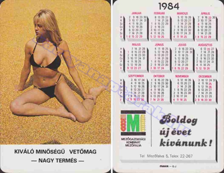 KIVÁLÓ MINŐSÉGŰ VETŐMAG NAGY TERMÉS MEZŐGAZDASÁGI KOMBINÁT MEZŐFALVA 1984_1177.jpg